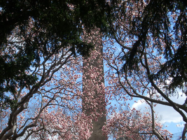 Obelisk and Blooms 3.jpg