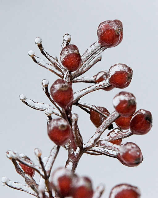 ice
