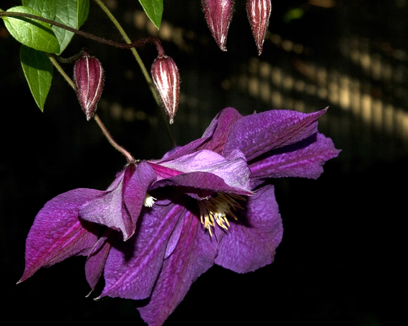 in the garden