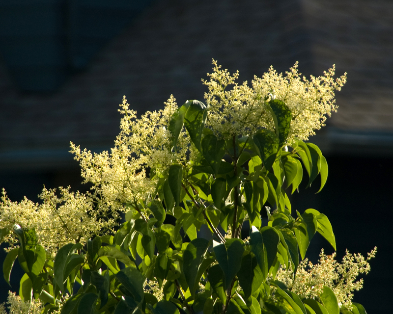 flowering hornbeam