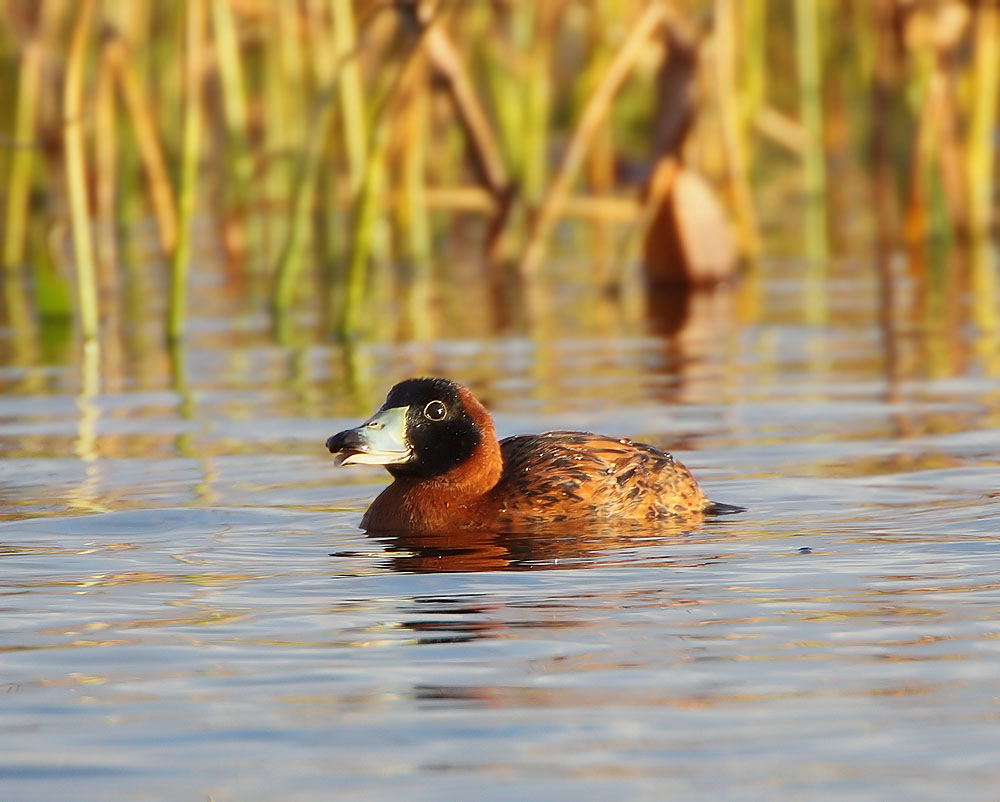  Masked Duck with a smile