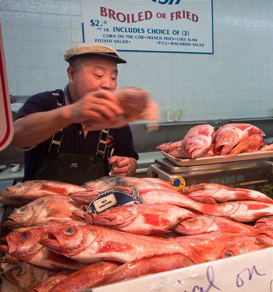 Red Snappers