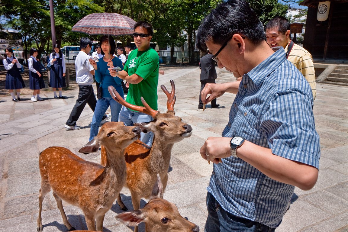 Deer of Nara Park