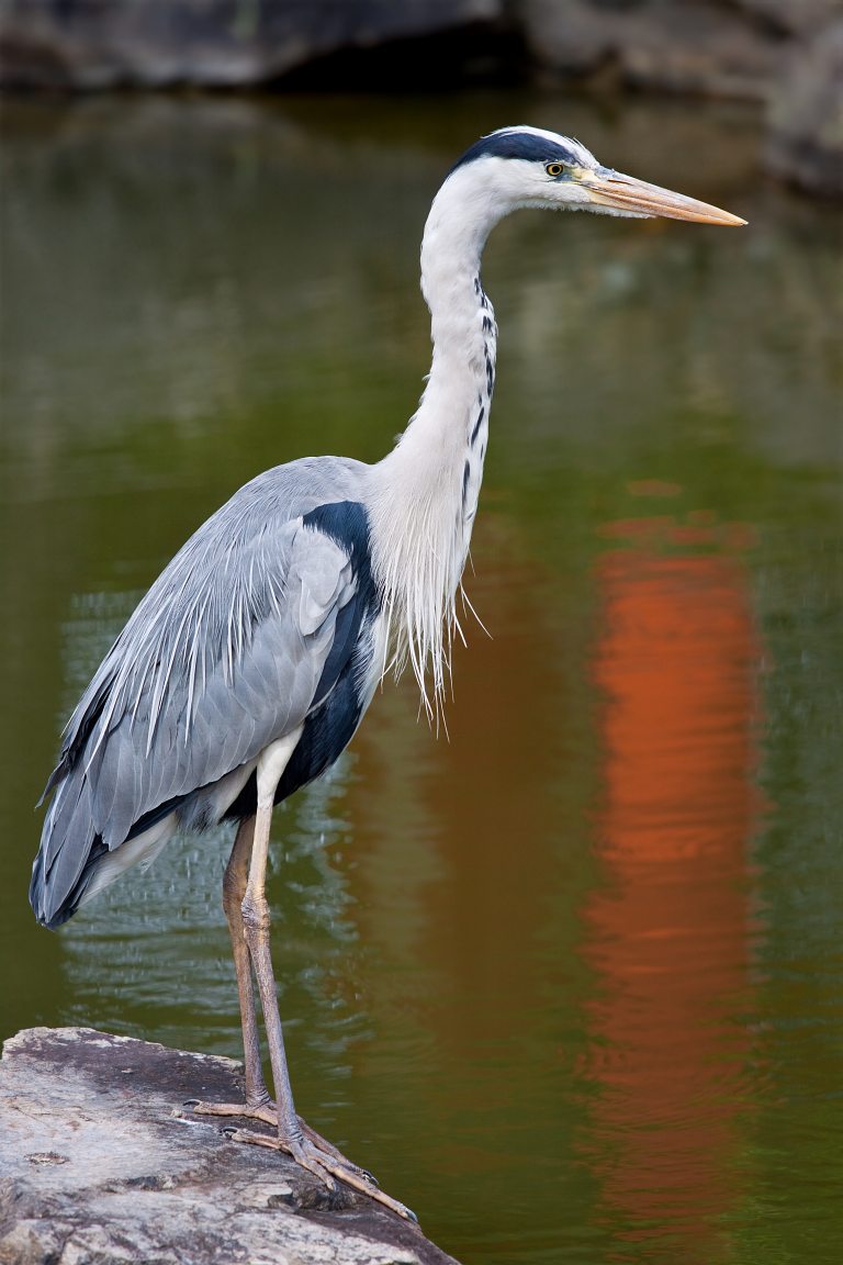 Grey Heron at Sanjusangen-do