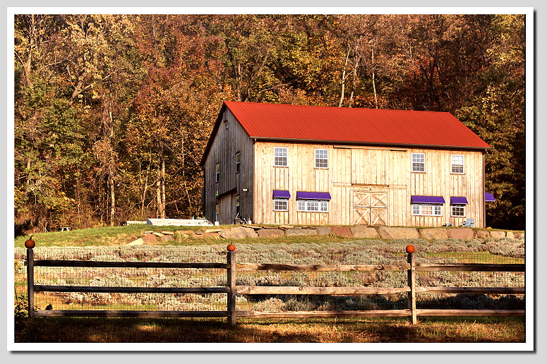 Peace Valley Lavendar Farm