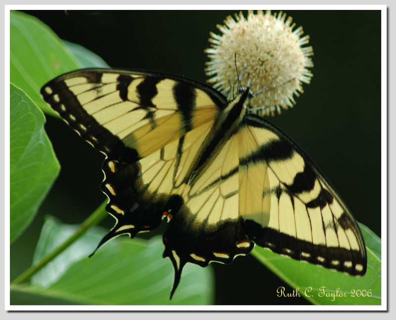 Tiger Swallowtail #1