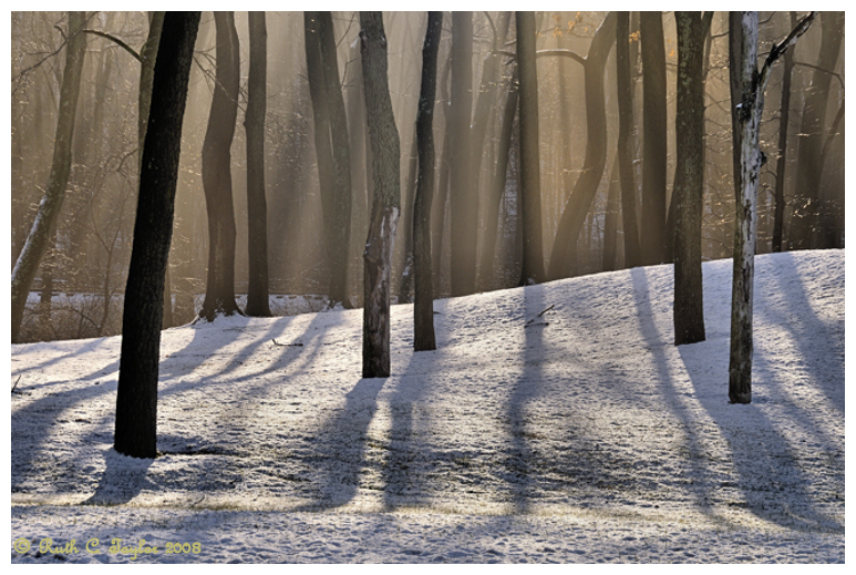 Light Through the Trees<br/> Lansdale Festival of the Arts <br/>