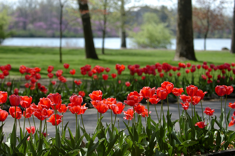 tulips_pathway.jpg