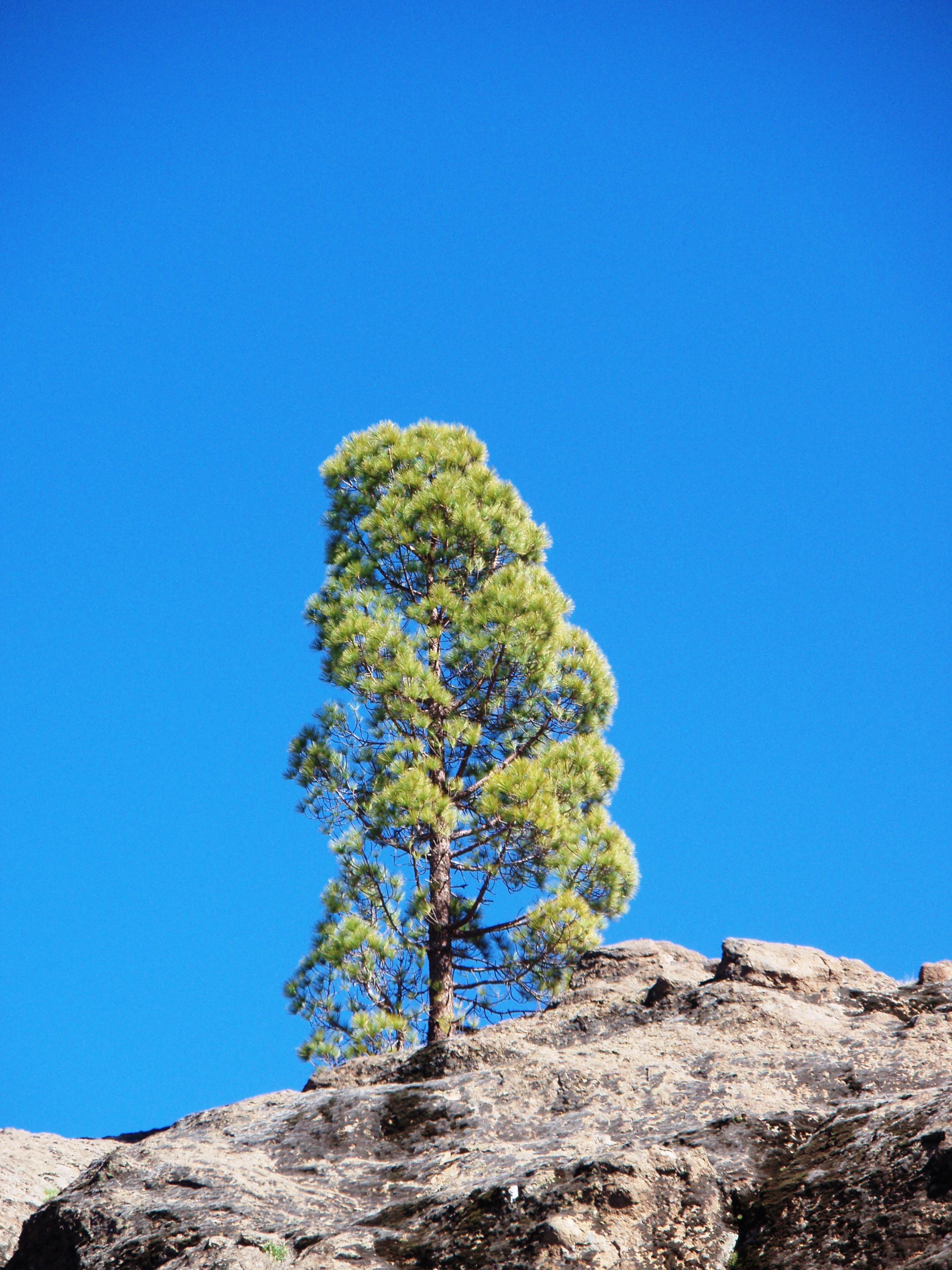 Tree in the sky