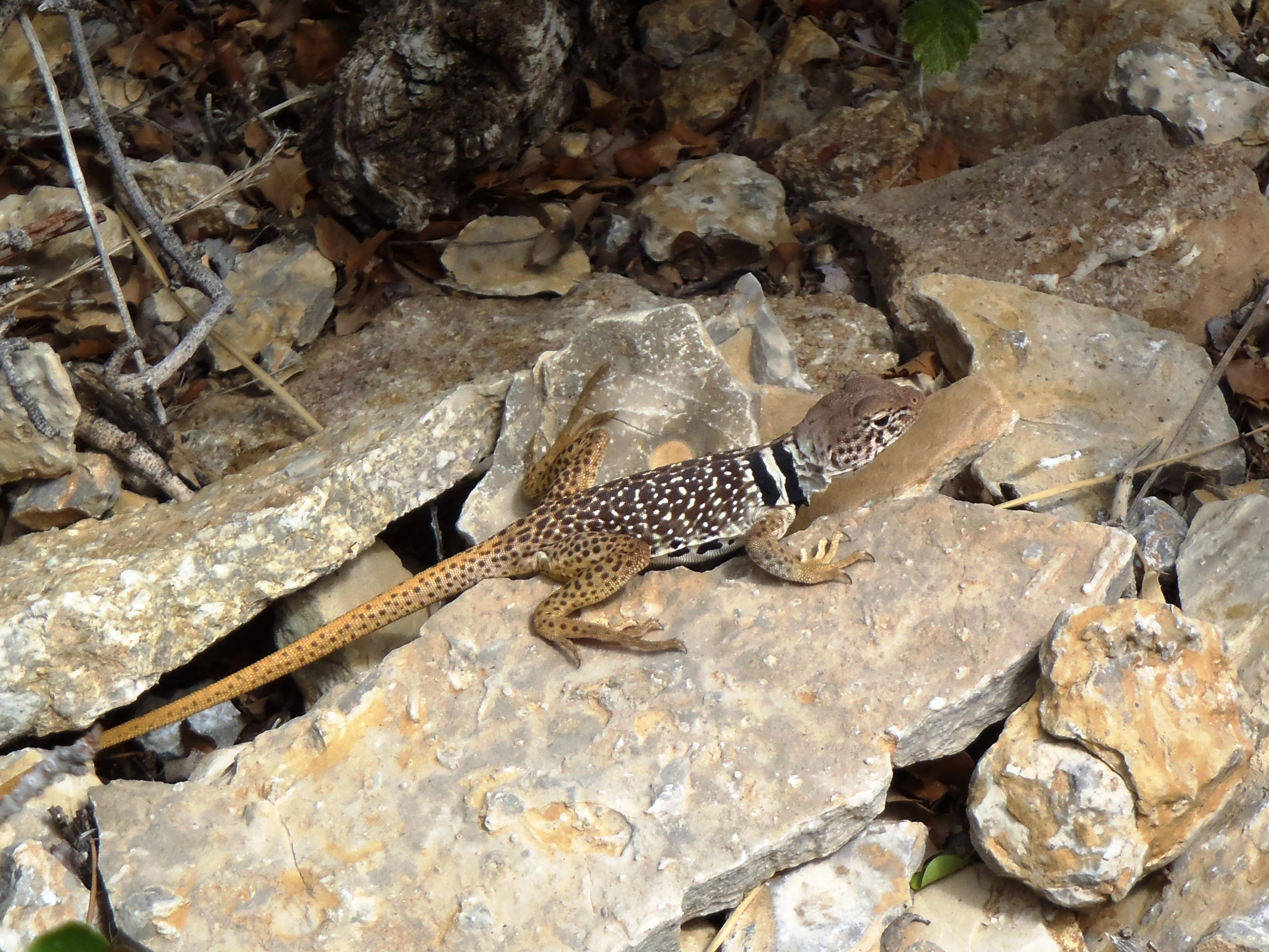 Lizard on the rocks