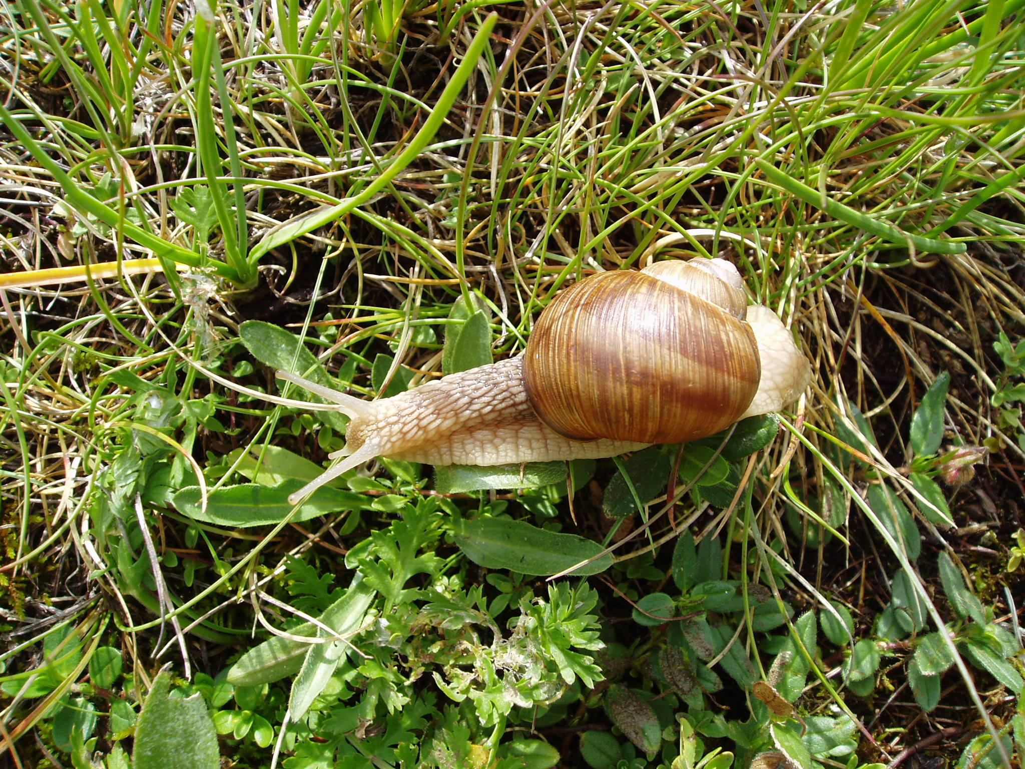 Roman snail