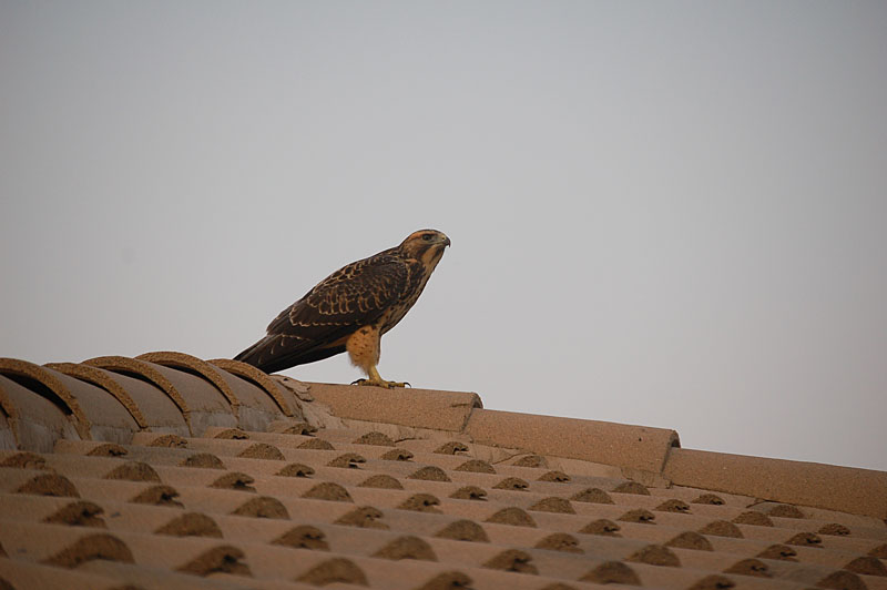 hawk on neighbours roof