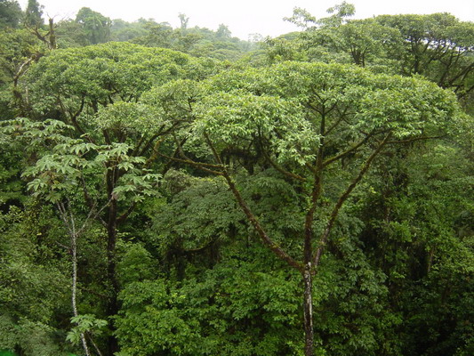 Aerial Tram Broccoli trees3.JPG