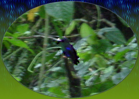Aerial Tram humming bird11.JPG