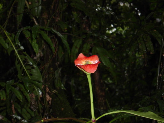 Aerial Tram walk lip plant1.JPG