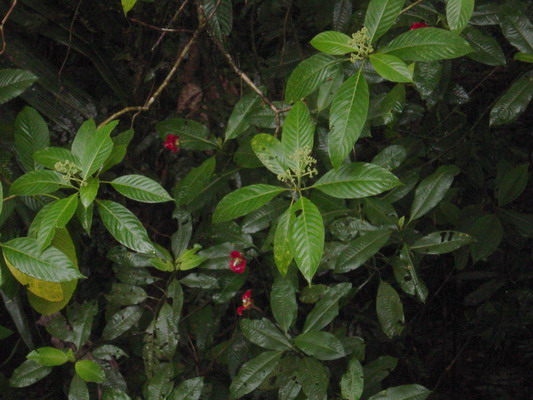 Aerial Tram walk lip plant.JPG
