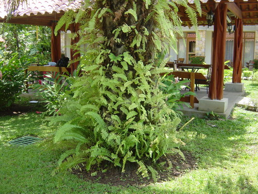 Amapola hotel ferns on Oil Palm.JPG