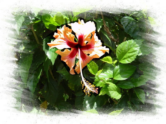 Amapola hotel Hibiscus.JPG