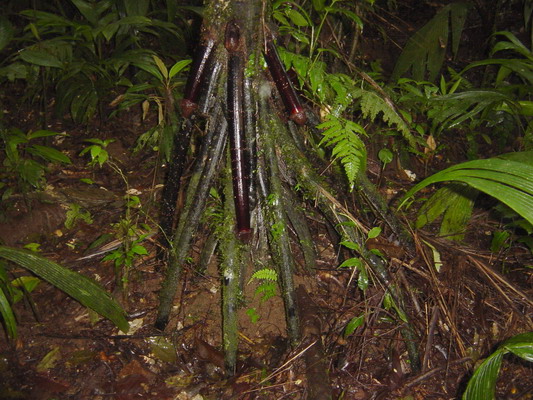 Areial Tram walk Phalic Roots  1.JPG