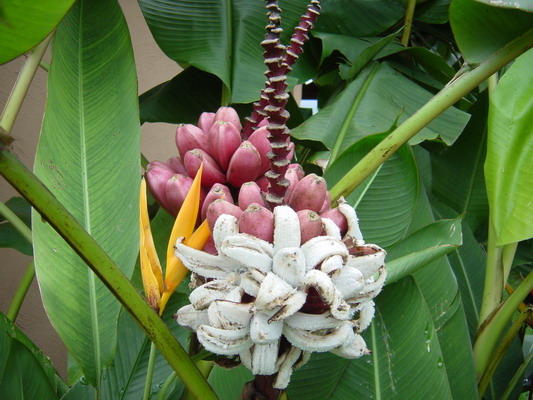 Arenal Ornamental Banana 3.JPG