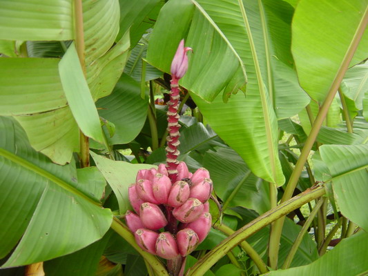 Arenal Spings Ornamental banana 2.JPG