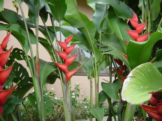 Arenal Springs Hotel Flowers Heliconia  1.JPG