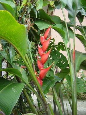 Arenal Springs Hotel Flowers Heliconia  3.jpg