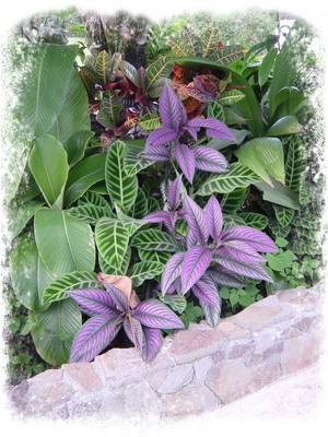 Arenal Springs Hotel Flowers purple lesves.jpg