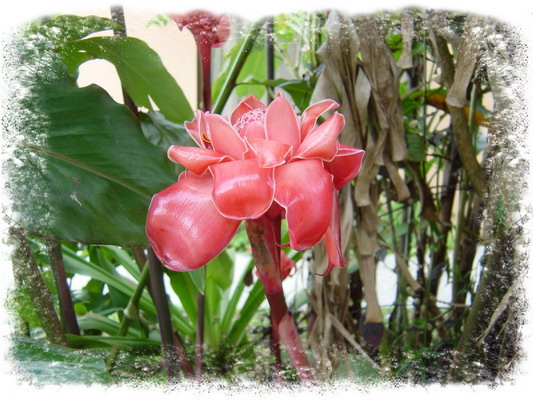 Arenal Springs Hotel Flowers Torch Ginger.JPG