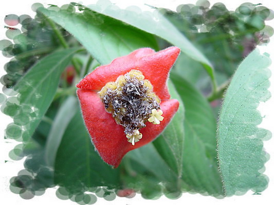 Butterfly lunch lip plant.JPG
