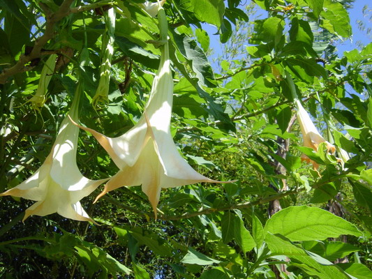 Coffee Place Angel Trumpet  1.JPG