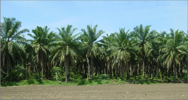 Jaco Road African oil palms 12.JPG