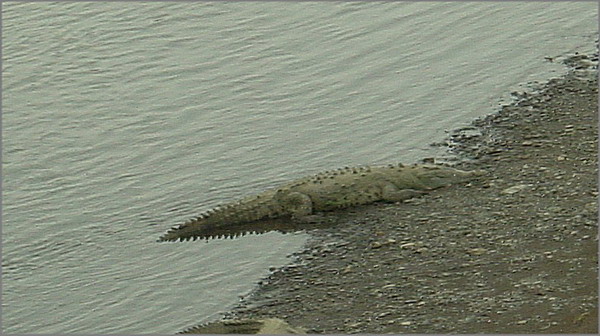 Jaco Road Crocodiles 1.JPG