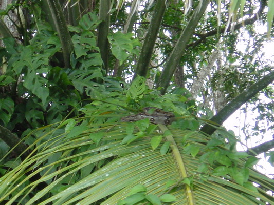 Rio Frio Nicaragua Boa Constriictor.JPG