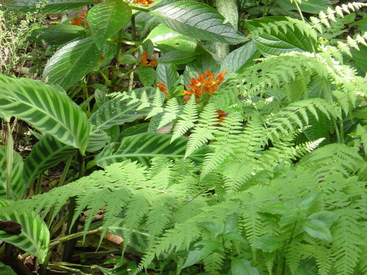 Road to Arenal Ferns.JPG