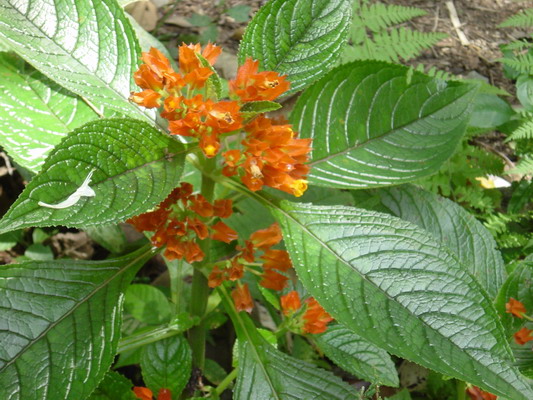 Road to Arenal Flowers Orange.JPG