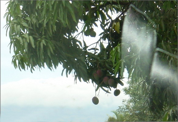 Road To Arenal mangos.JPG