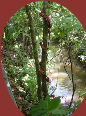 Road to Arenal Twining red berries.jpg