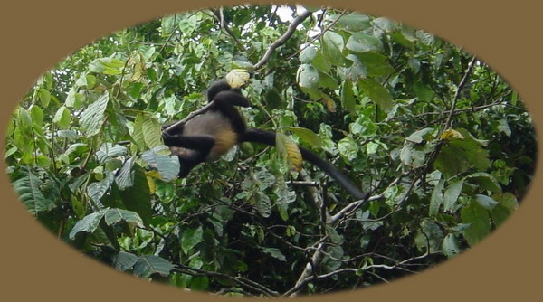 Tortugera Animal Cruise Howler Monkey 1.JPG
