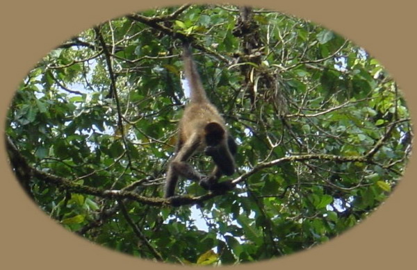 Tortugera Animal Cruise Howler Monkeys 5.JPG