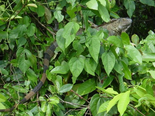 Tortugera Animal Cruise Iguanas 2.JPG