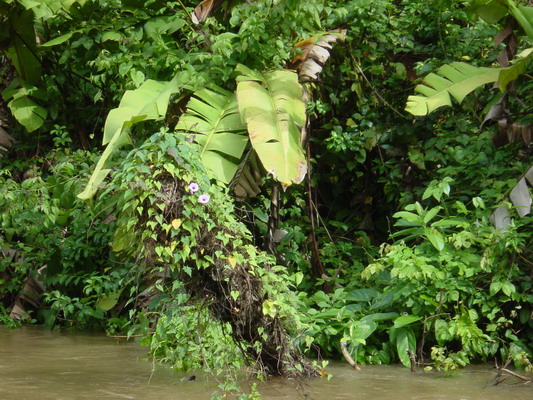 Tortuguera return Boat 024.jpg