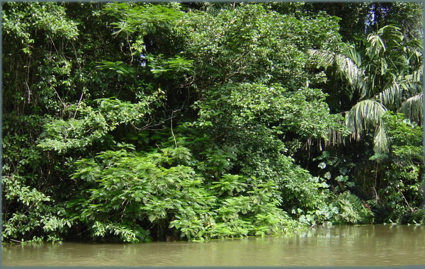 Tortuguera Animal Cruises 22.JPG