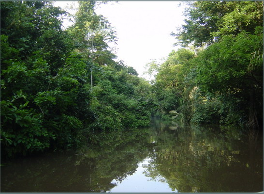 Tortuguera Animal Cruises 59.JPG
