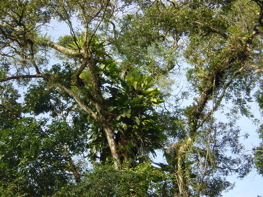 Tortuguera Animal Cruises Bromeliads.JPG