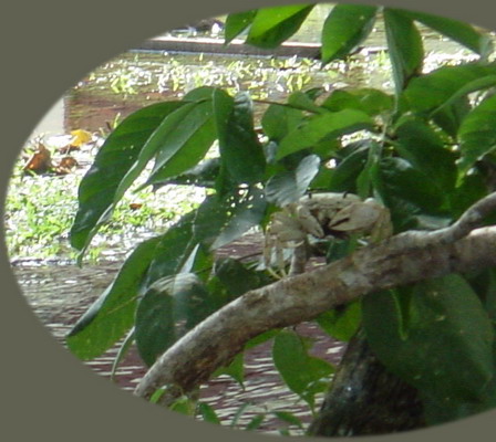 Tortuguera Animal Cruises Crab.JPG