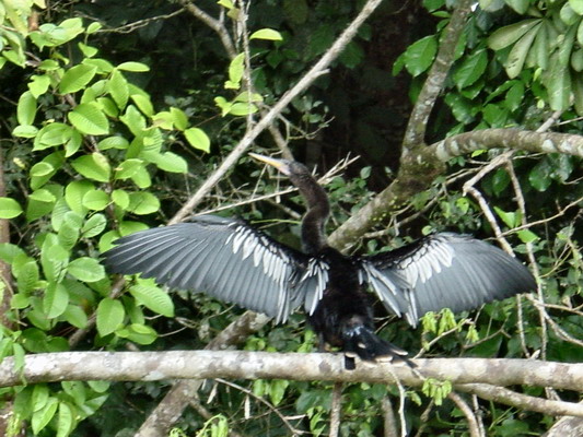 Tortuguera Animal Cruises Piano Bird.JPG