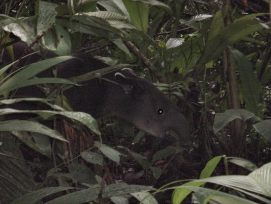Tortuguera Animal Cruises Tapir juvenile.JPG