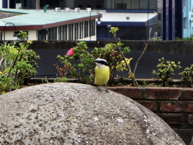 Bird on Pre-columbian Sphere National Museuma.JPG