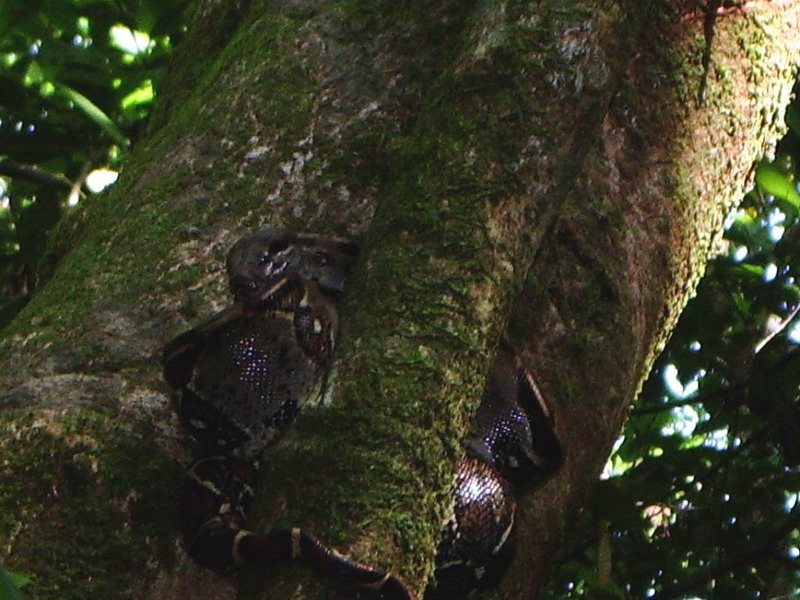 Boa Constrictor.JPG